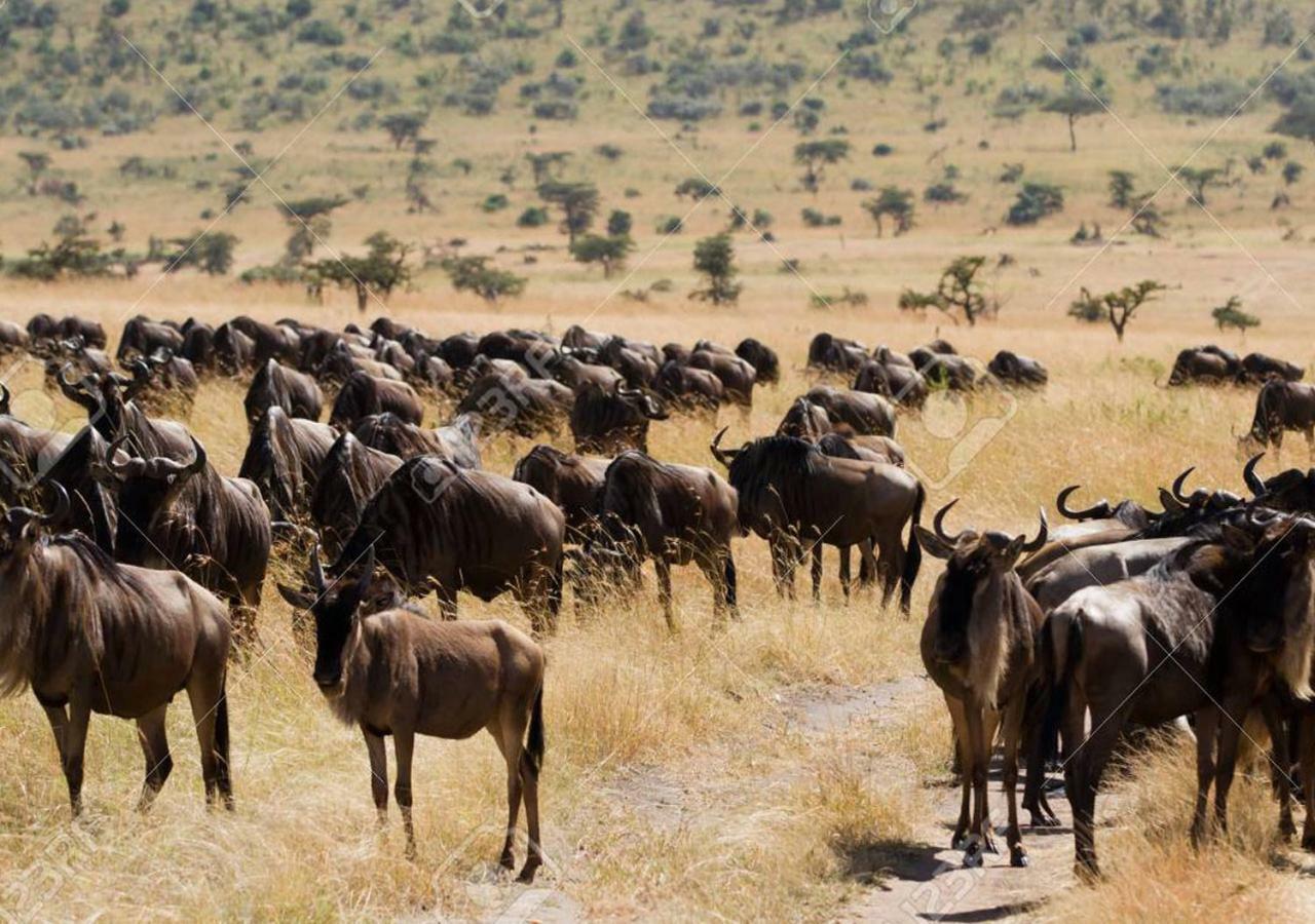 Aa Lodge Maasai Mara Talek Esterno foto